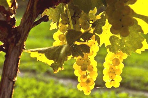 Кога гроздето може да бъде трансплантирано през есента?