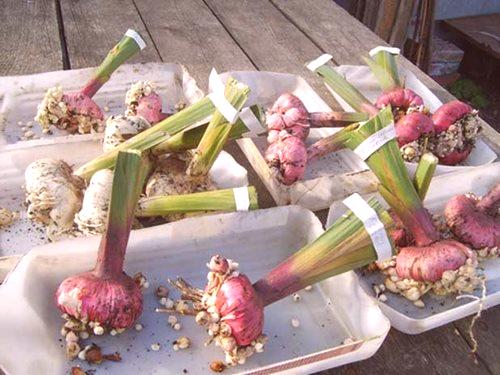 Kako rastejo gladiolusi iz čebulic