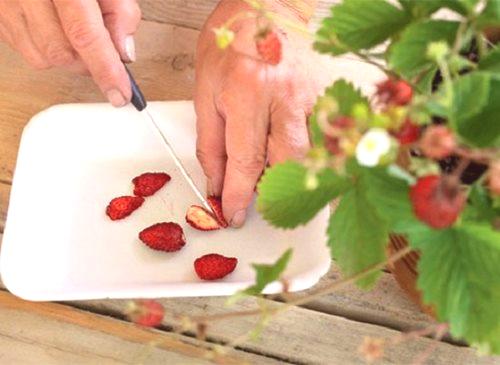 Sajenje semen jagod na sadike - boljši načini in podrobna navodila!
