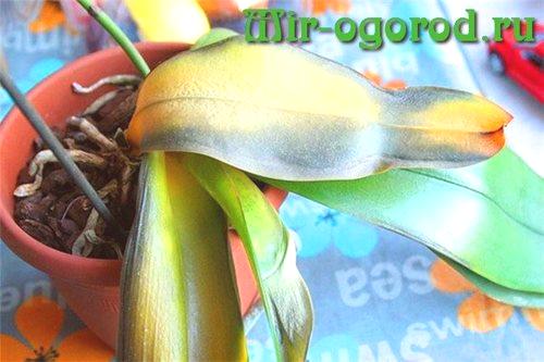 Zakaj rumeni listi v orhideji phalaenopsis kaj storiti