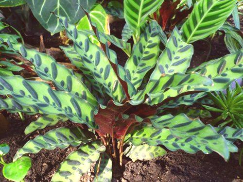 Calatea: тропическо растение у дома! 93 снимки на грижата за цветето