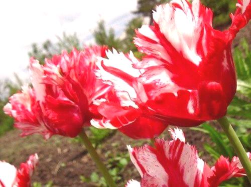 Sajenje tulipanov v jeseni: kdaj in kako posaditi?