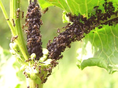 Доказани начини да се отървете от мравките в оранжерията: 4 души