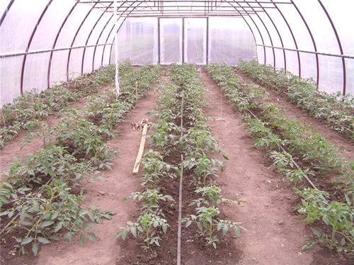 Sadnja rajčice u stakleniku zahtijeva kompetentan pristup: 8 pravila