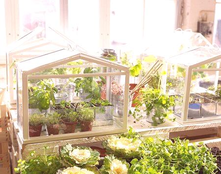Ustvarite rastlinjake z lastnimi rokami doma: 5 nasvetov