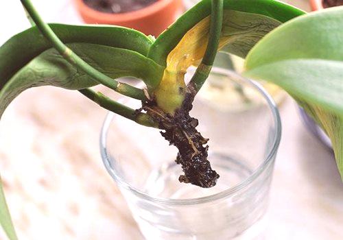 Kako oživjeti orhideju