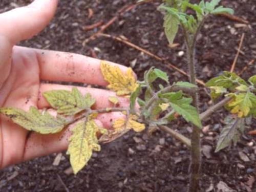 Причини за възникване на доматен жълто листо