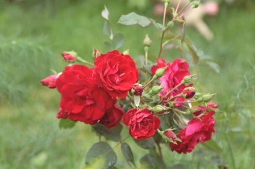 Канадски рози: разновидности на описание на снимките
