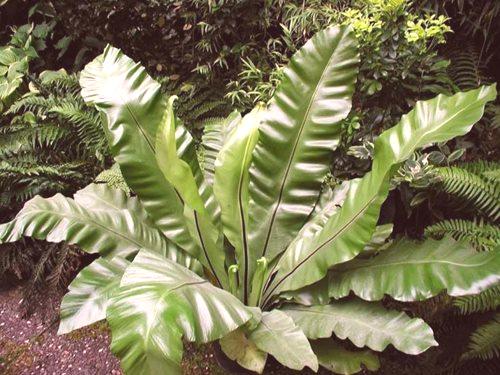 Aspenium - донесете тропиците във вашата градина. 63 снимки и съвети за грижа за растението
