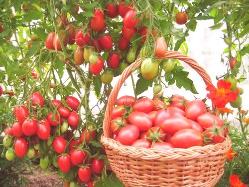 Идеална температура в оранжерия за домати: как да стигнем до нея