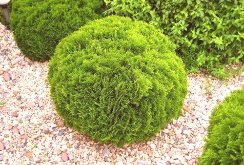 Tuya sferičen: pristanek in vrtnarjenje