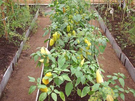 Kako rastu krastavci i paprike u jednom stakleniku