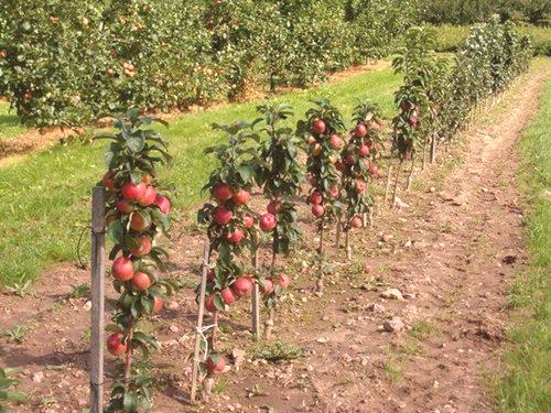 Kolonijalna sadnja jabuka i brižne fotografije