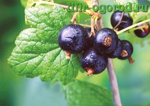 Пролетно третиране на касис и цариградско грозде от вредители чрез вряща вода