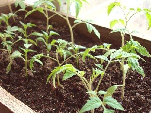 Какво да сеят в разсад през януари - подходящи зеленчуци, цветя, инструкции за сеитба
