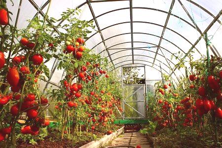 Разлики в средните парникови домати