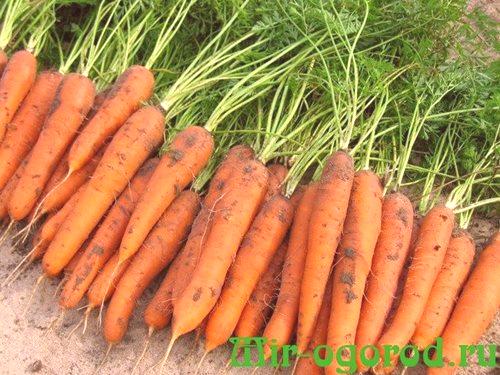 Как най-добре да спаси моркови за зимата