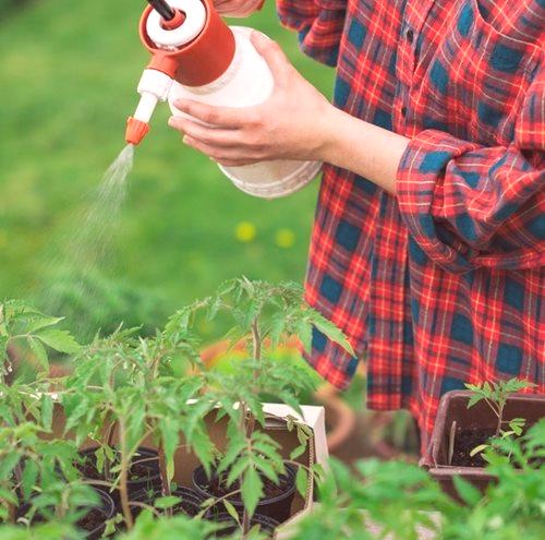 Učinkovit boj proti fitophtori na paradižniku v rastlinjaku: 3 metode
