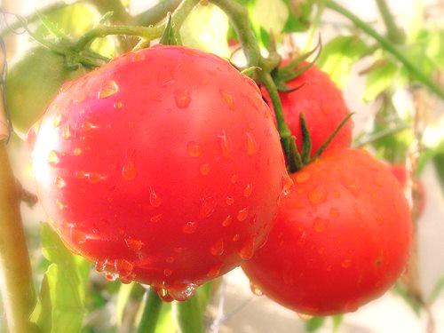 Sjetva rajčica u pužu Julija Minjajeva