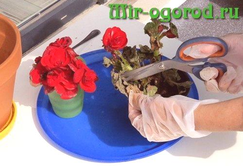 Begonia Elitior при трансплантация след покупка