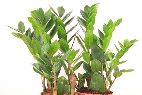 Zamiokulkasova porođajna biljka ()