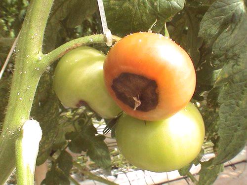 Bolesti rajčica u stakleniku, fotografije i njihovo liječenje: 4 opasne bolesti