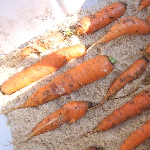 Как да запазим морковите за зимата в метрото?