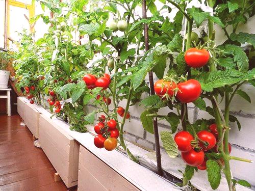Как да отглеждате домати с балкон