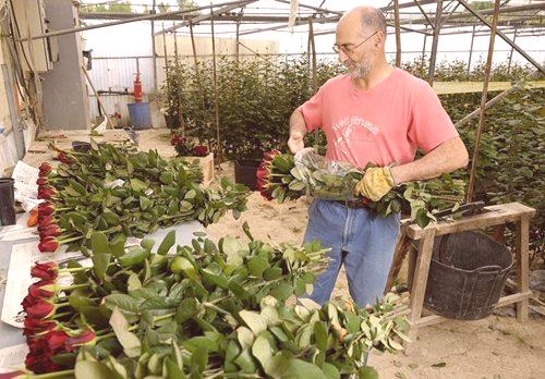 Gojenje vrtnic v rastlinjaku za prodajo - donosnost, pravila oskrbe, navodila