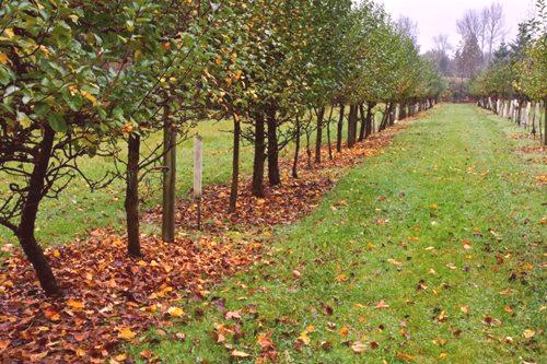Как да оплоди плодните дървета през есента