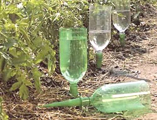 Поливане в оранжерия на пластмасови бутилки: 7 предимства