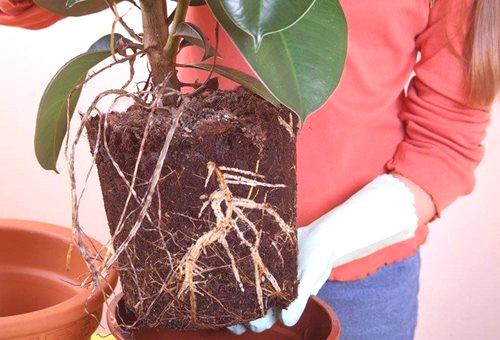 Ficus кавказки: грижи у дома