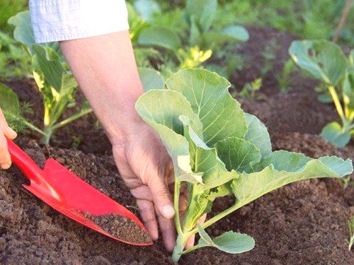 Kako oploditi kupus nakon sadnje u tlu