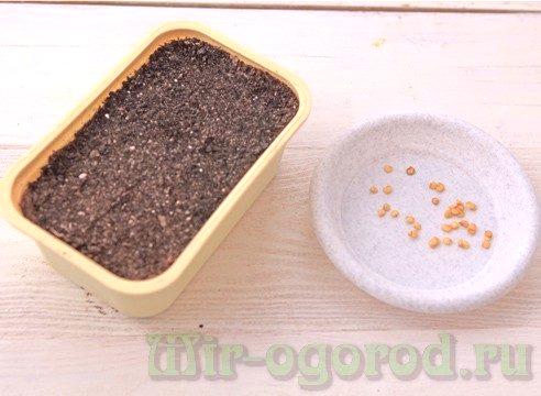 Gojenje paprike iz semen doma