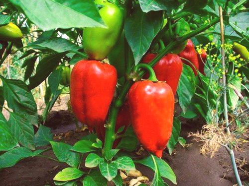 Sadnice paprike: kako ga uzgajati bez zamišljanja?