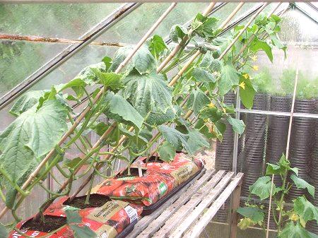 Всички по правила: засаждане на краставици в оранжерия