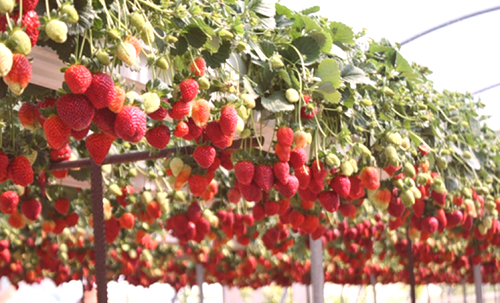 Как да растат ягоди в оранжерия през цялата година