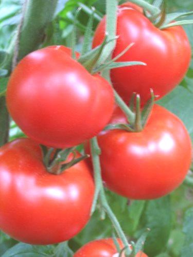 Как да се грижим за доматите в оранжерия: 6 важни моменти