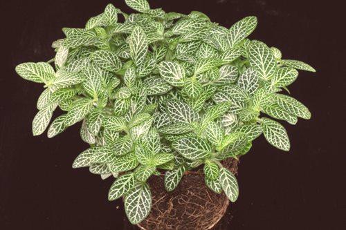Fittonia - 66 снимки на грижата за растението у дома