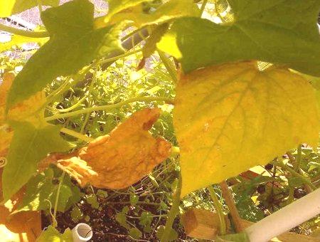 Защо сухи и жълти краставици в оранжерията