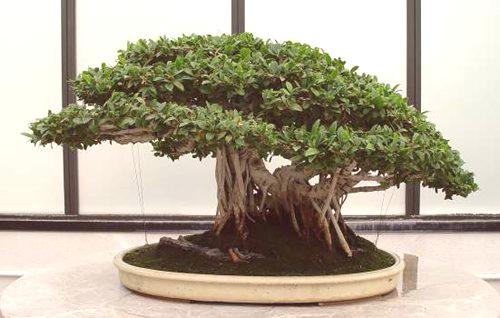 Rastemo doma: bonsai ficus, 4 sveti