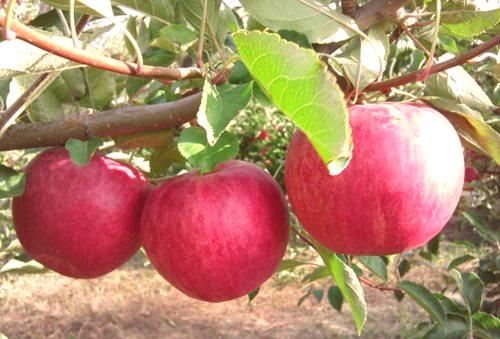 Kako oploditi jabolko spomladi