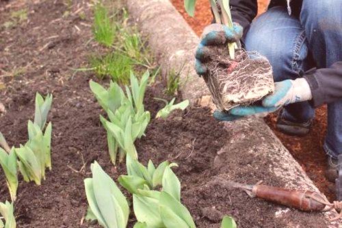 Tulipani slijetanja i skrbi na otvorenom terenu u proljeće