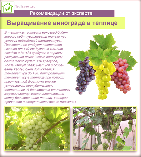 Отглеждане на грозде в оранжерията - подробни инструкции и съвети
