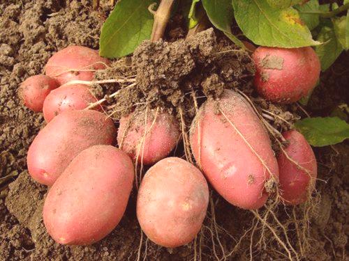 Što za liječenje krumpira prije sadnje iz phytophthora