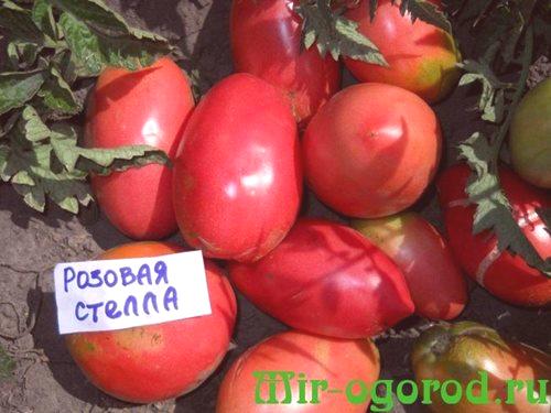 Характеристика на доматите, розово открадване и описание на сорта