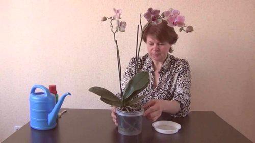 Kako oploditi orhidejo doma