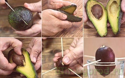 Как да засадите камък авокадо в дома си