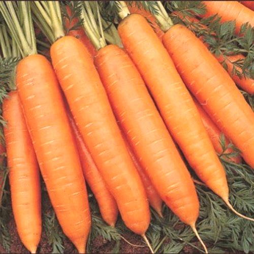 Кога да копаем морков?
