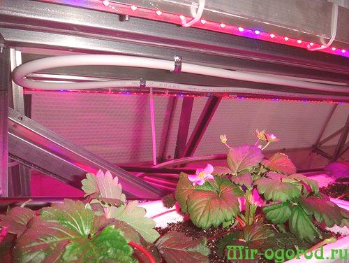 Kako narediti LED osvetlitev za sadike